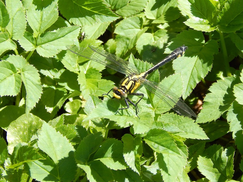 Gomphus vulgatissimus!